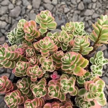 Очиток Sedum spurium 'Tricolor' 